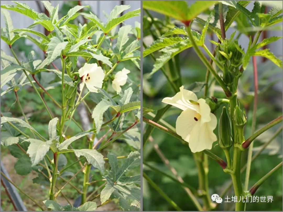 秋葵种植的株距和行距多大(秋葵种植的株距和行距多大最好)