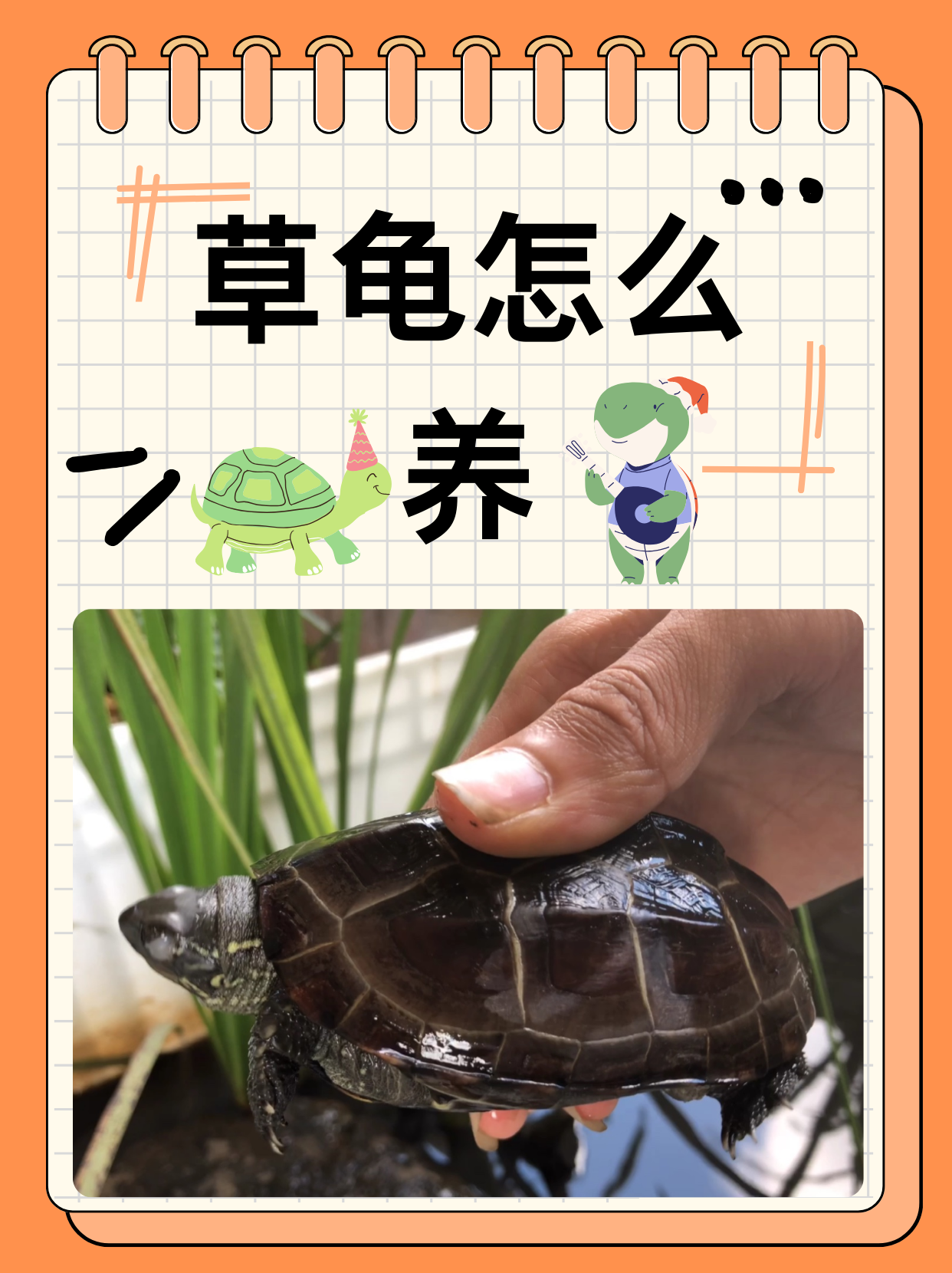 草龟苗价格(草龟苗价格表2023年)