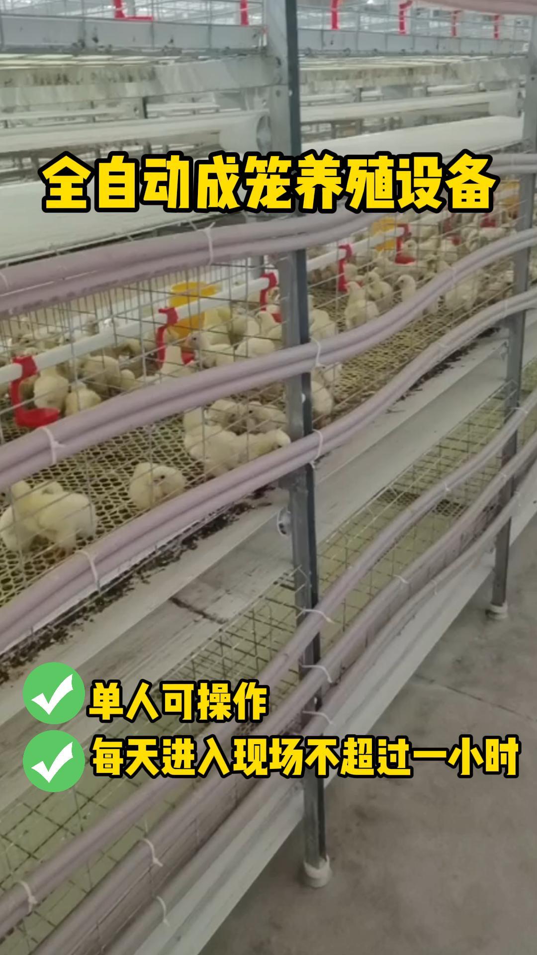 肉鸡饲养,全自动肉鸡养殖笼,,1.24,2,低,培育词的简单介绍