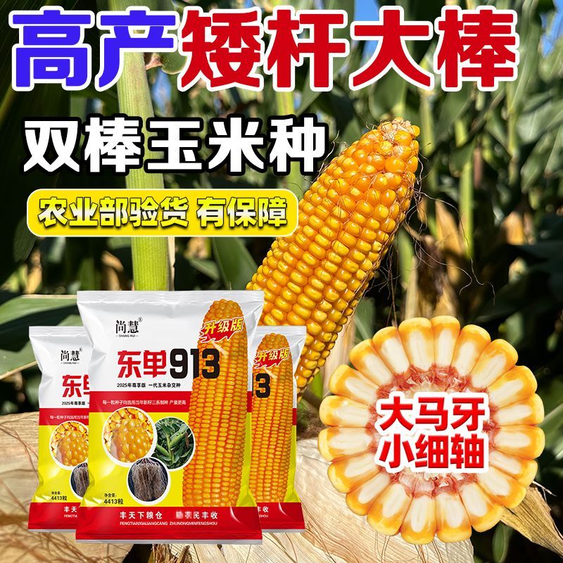2019矮杆高产玉米品种(2019矮杆高产玉米品种大全)