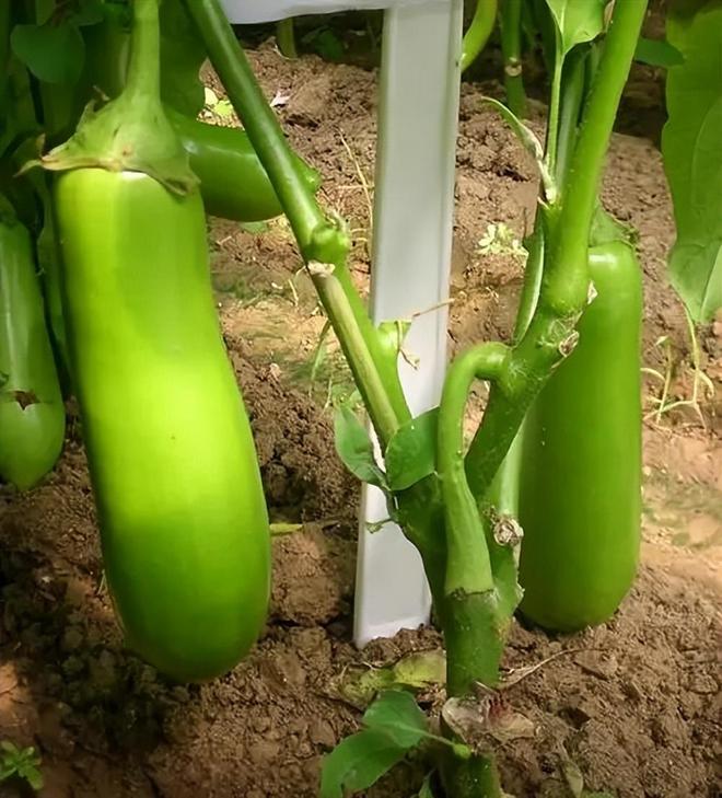 现在有哪些蔬菜可以种植(现在有什么蔬菜种子可以播种)