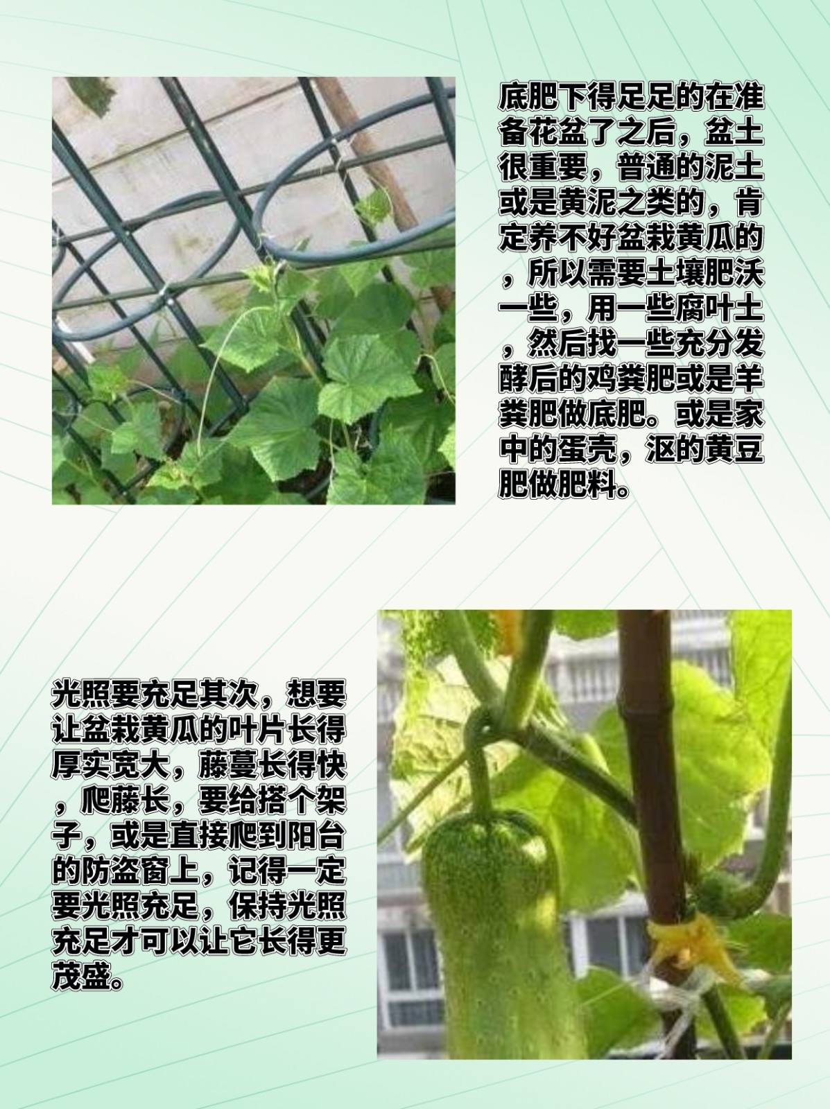 黄瓜的种植密度(黄瓜的种植密度是多少)