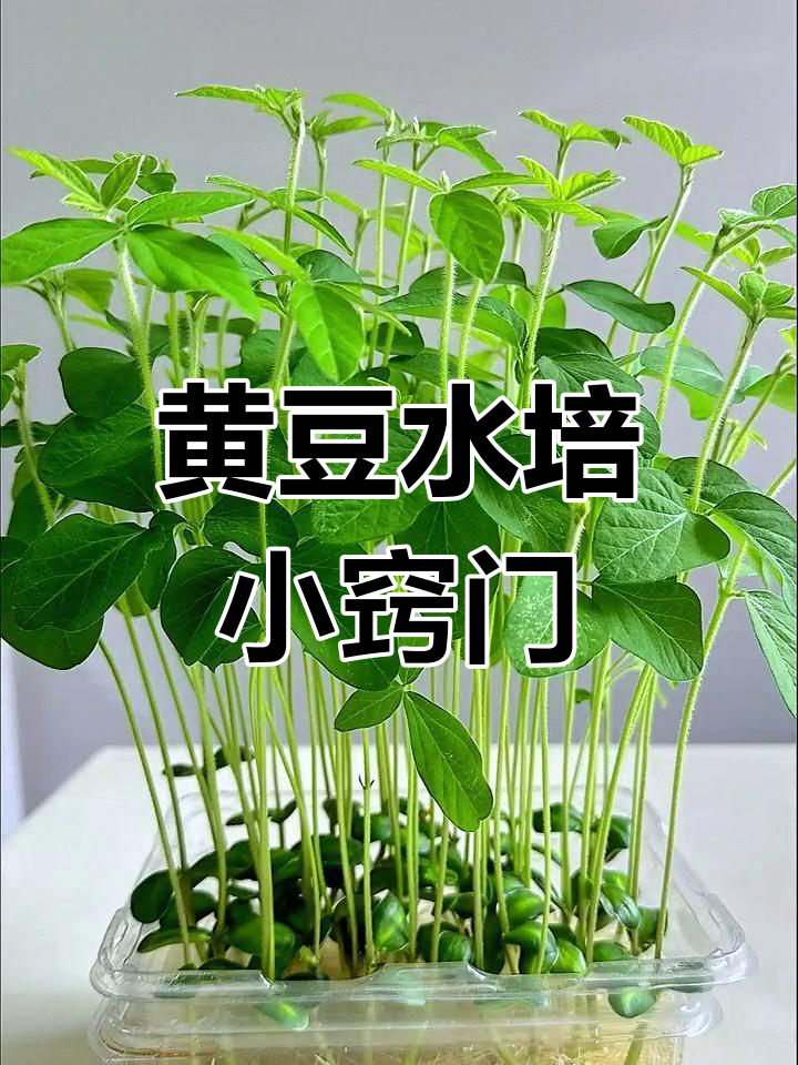 绿色黄豆苗种植方法(绿色黄豆苗种植方法视频)