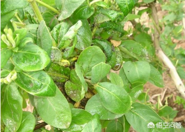 金银花的病虫害防治(金银花的病虫害防治措施)