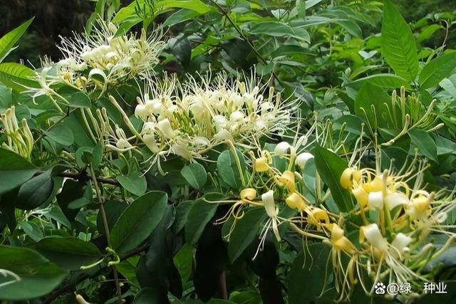 金银花的病虫害防治(金银花的病虫害防治措施)