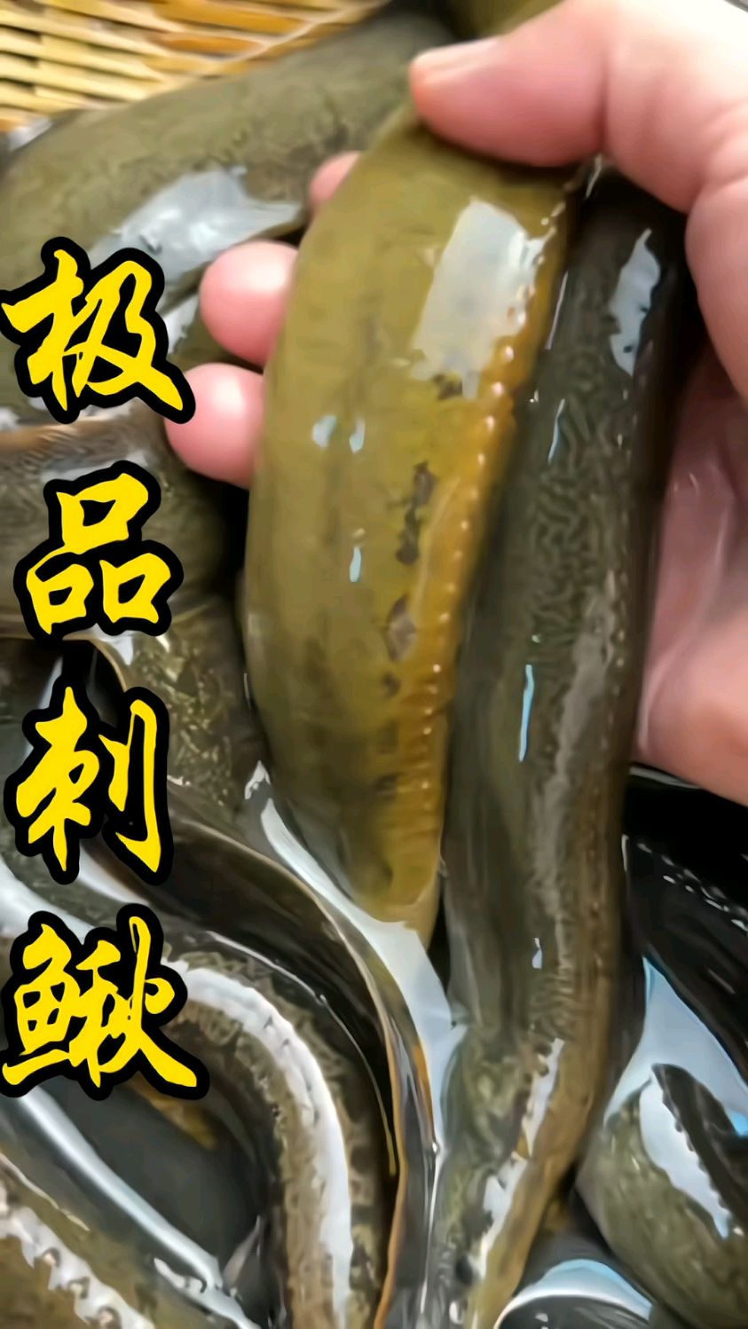 刺鳅鱼养殖技术(刺鳅鱼养殖技术要点)
