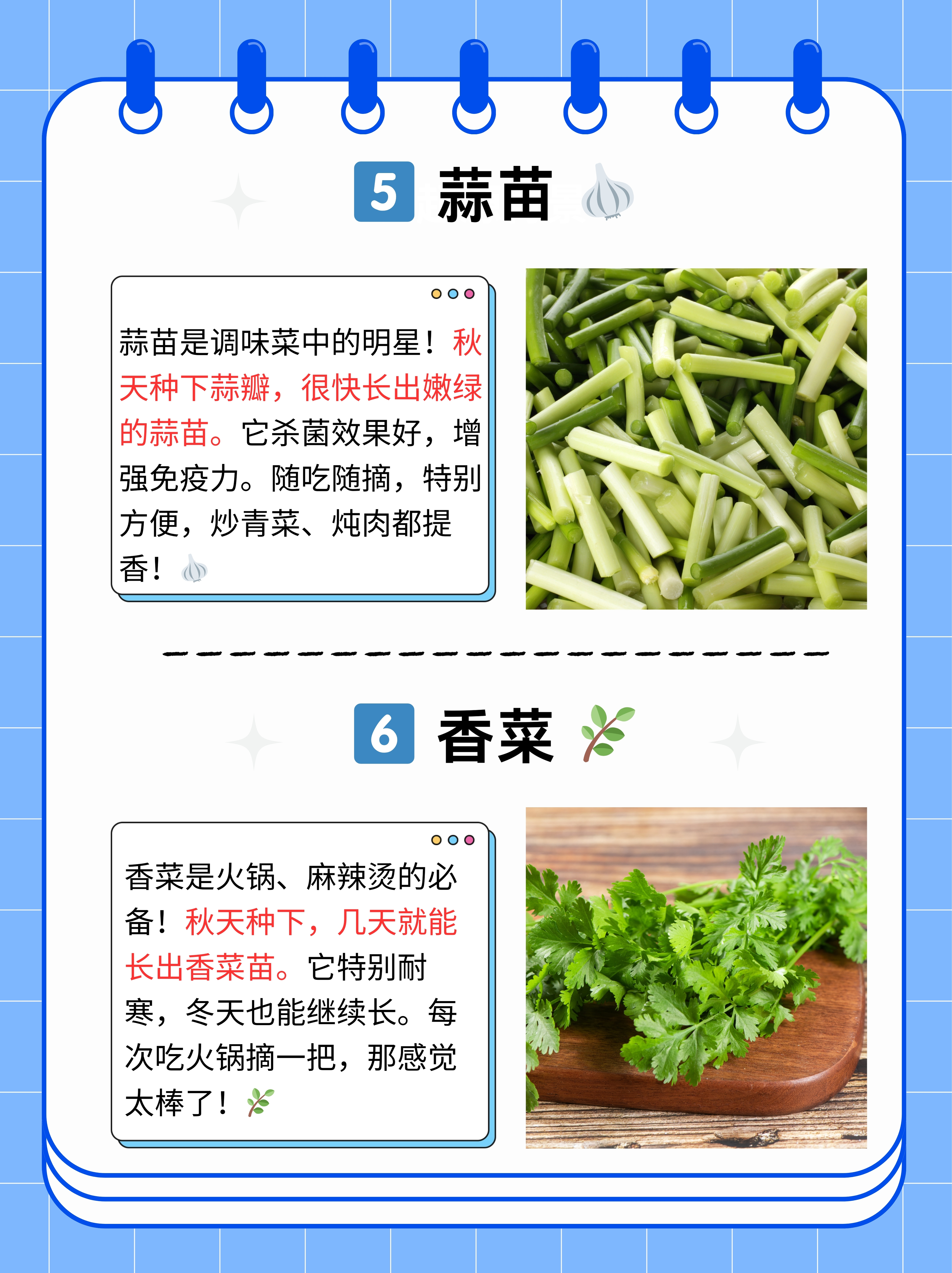 适合现在种植什么蔬菜(适合现在种植的蔬菜有哪些?)