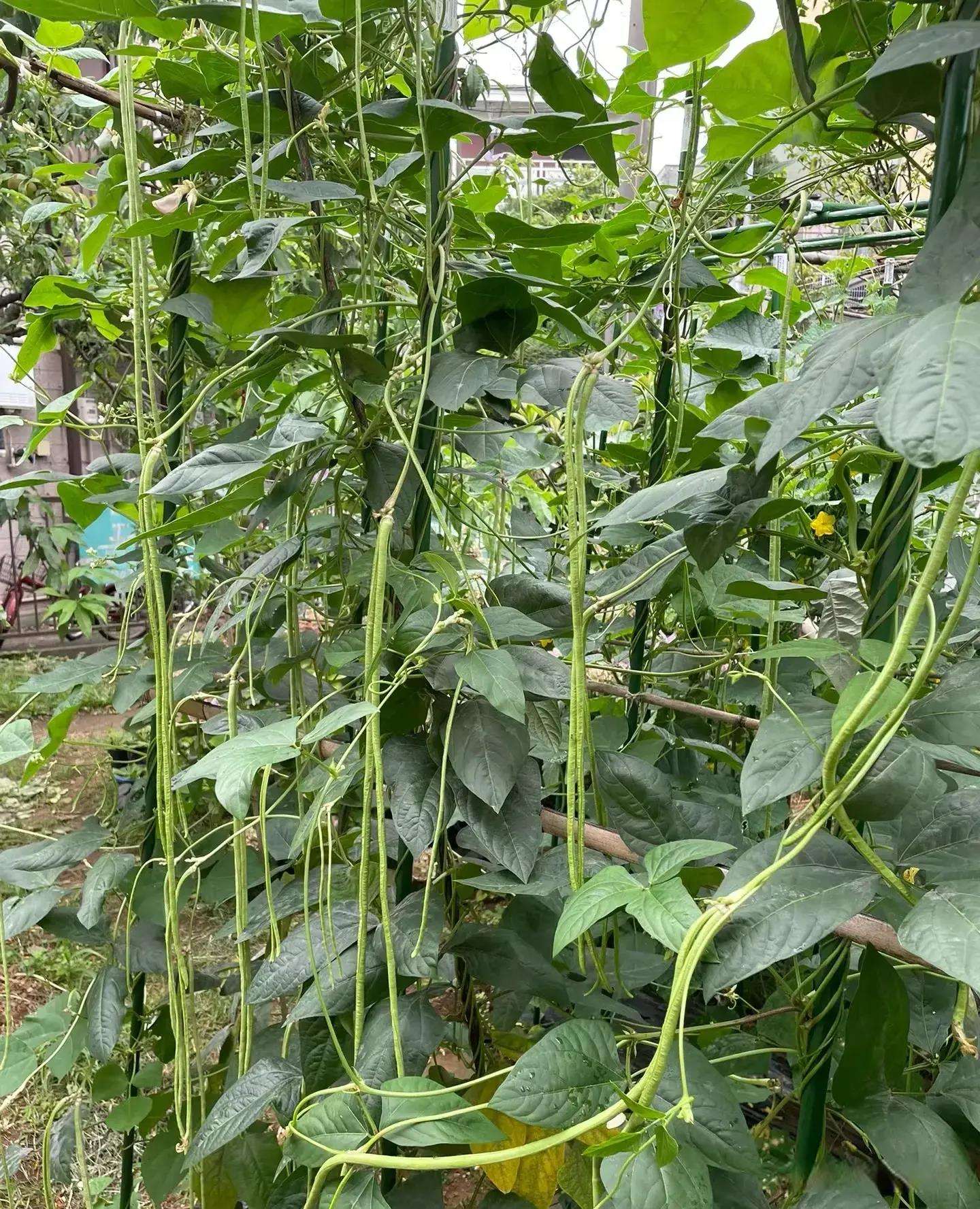 适合现在种植什么蔬菜(适合现在种植的蔬菜有哪些?)
