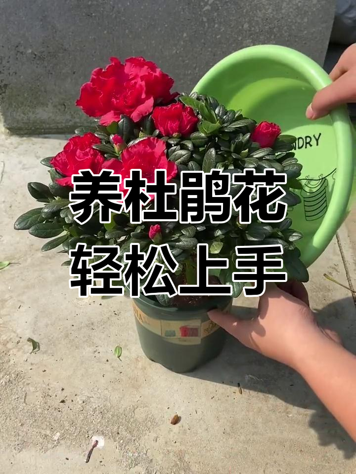 牡鹃花怎么养方法(牡鹃花怎么养方法图解)