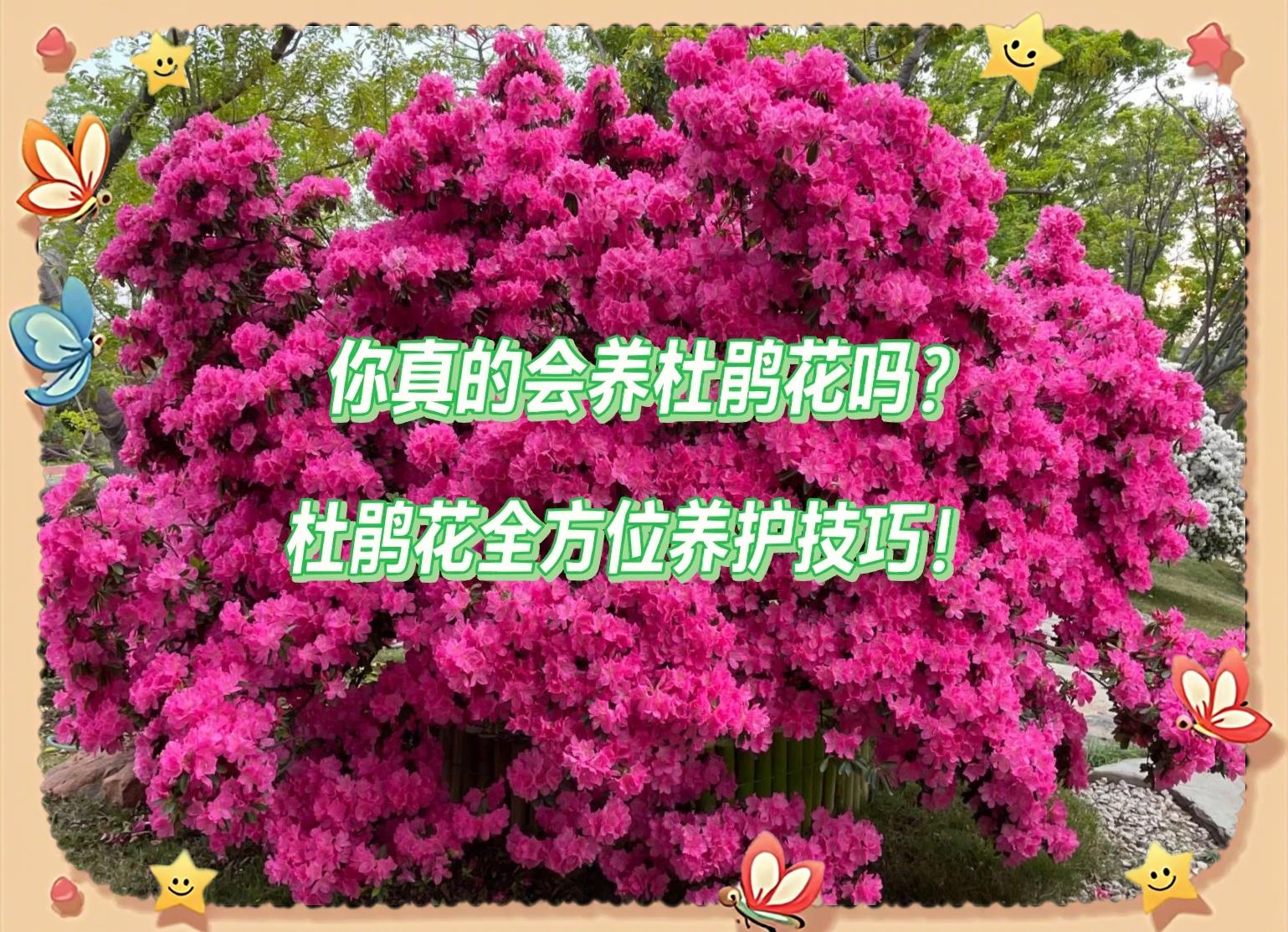 牡鹃花怎么养方法(牡鹃花怎么养方法图解)