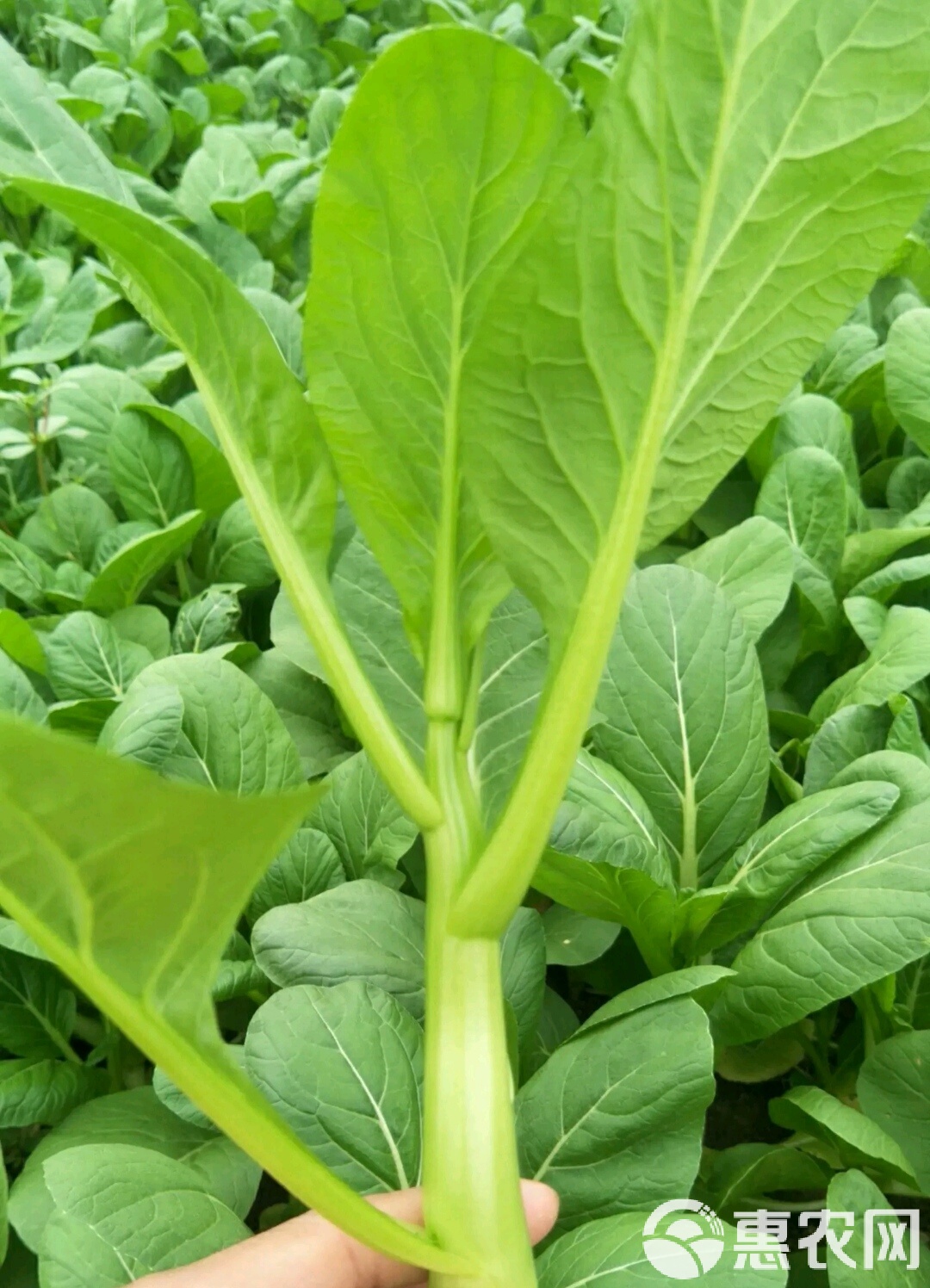 广东菜心怎么种植技术(广东菜心适合什么季节种)