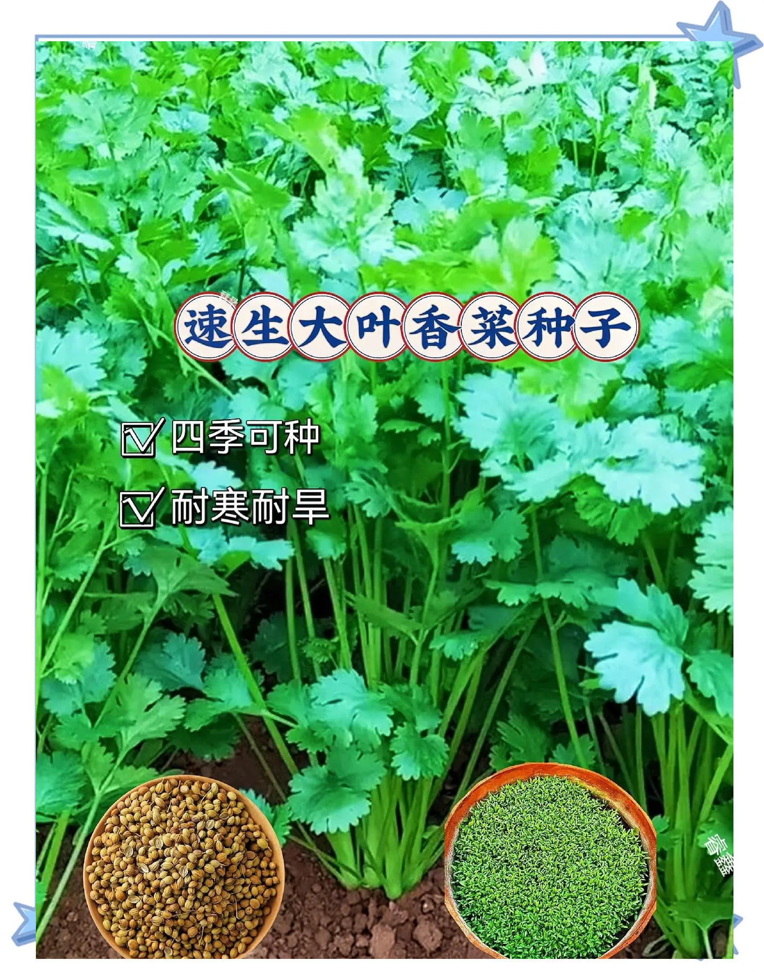 香菜的种植技术和种植时间(香菜的种植时间与方法 视频教程)