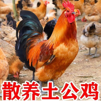 关于肉鸡饲养,代养土鸡,,1.24,2,高,业务词的信息