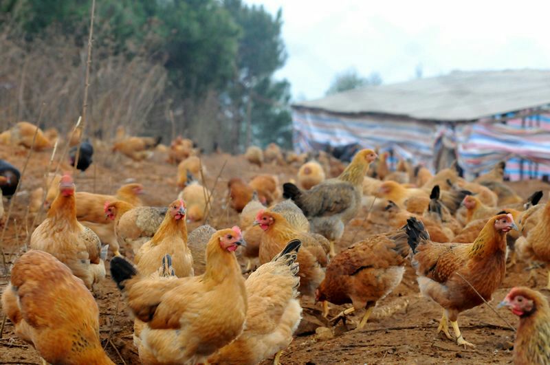 关于肉鸡饲养,代养土鸡,,1.24,2,高,业务词的信息