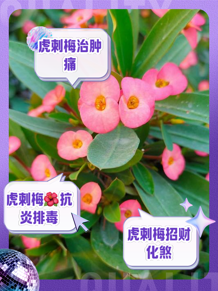 刺梅的养殖方法(铁海棠虎刺梅的养殖方法)
