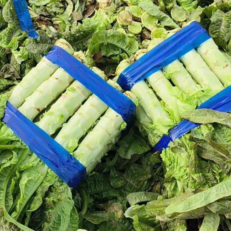 红莴笋高产品种(红莴笋最近市场价格)