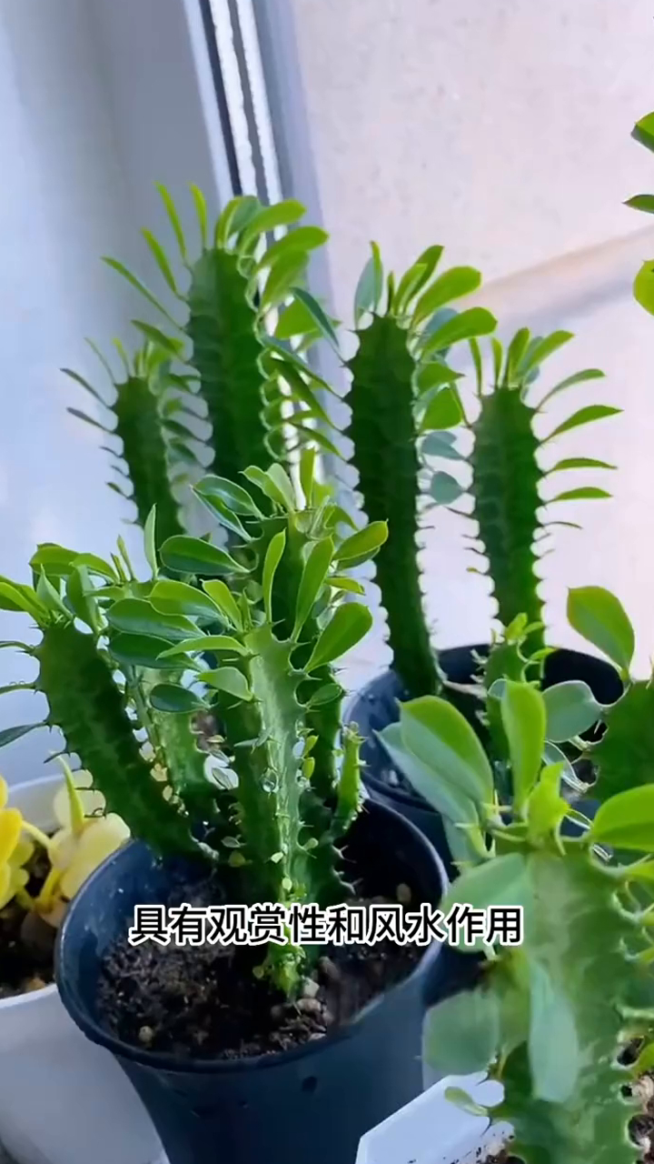 巴西龙骨花的养殖方法(巴西龙骨花的养殖方法和技术)