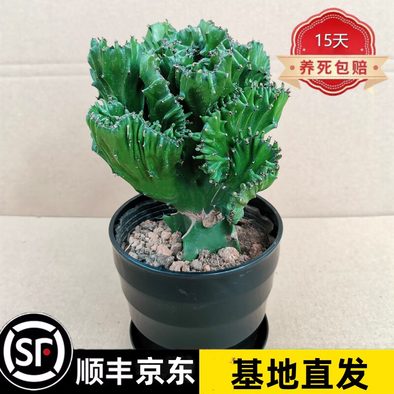 巴西龙骨花的养殖方法(巴西龙骨花的养殖方法和技术)