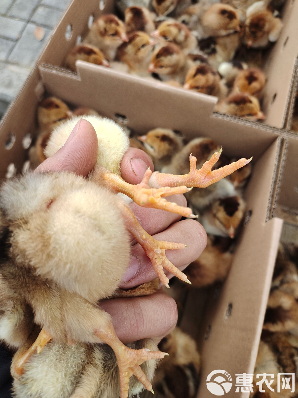 关于肉鸡饲养,鸡苗如何喂养,,1.02,2,高,其他的信息