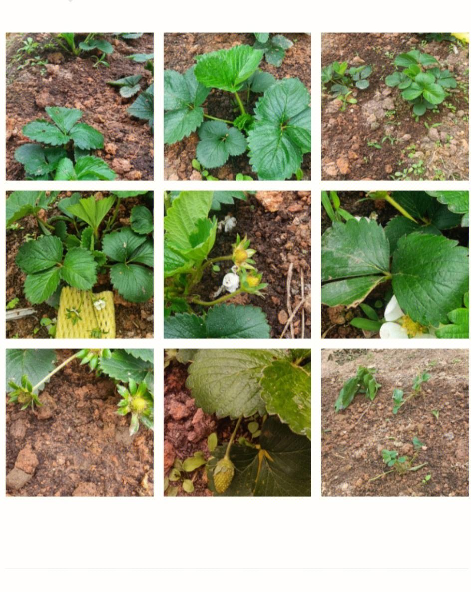 草莓种植生长过程图片(草莓的种植方法及时间是多长2)