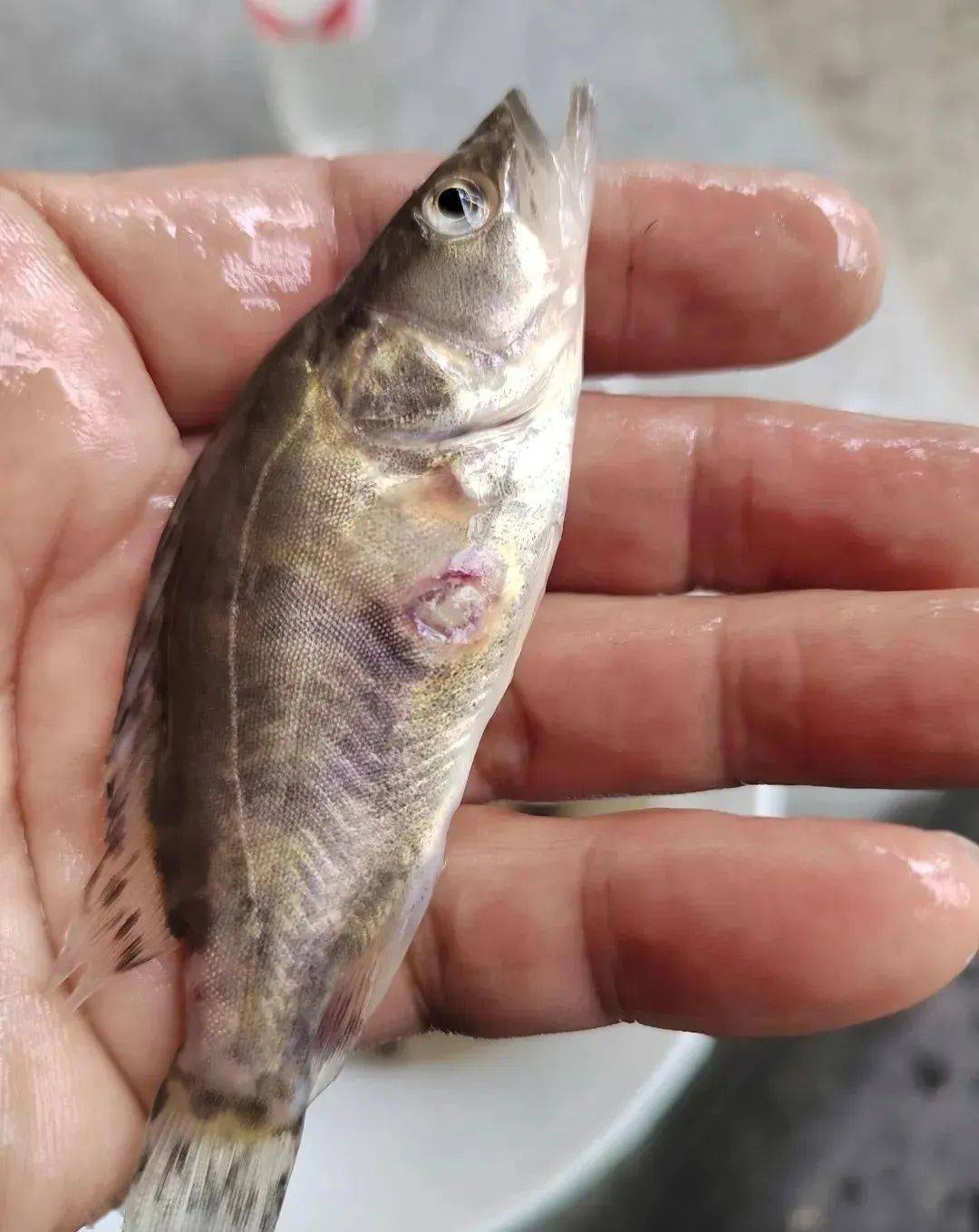 水产养殖常见病害(水产养殖病虫害防治)