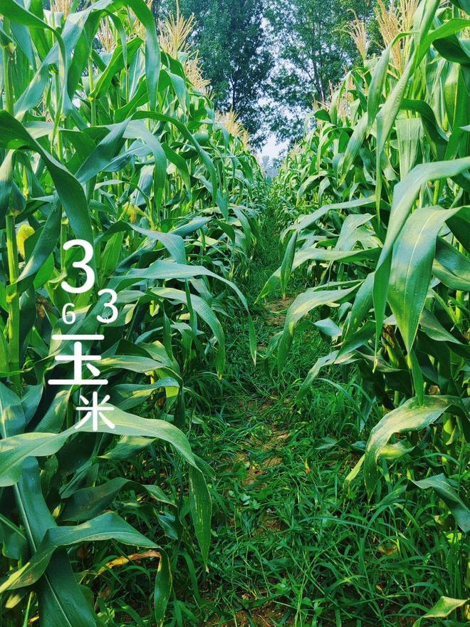 玉米在几月种植(玉米几月种植几月收割)