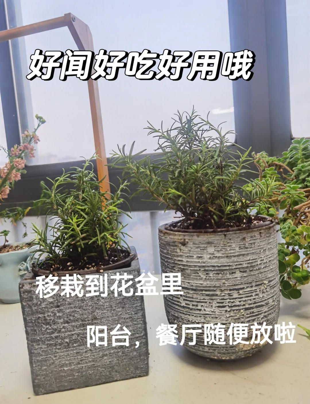 迷迭香养殖方法与技巧(迷迭香的养植方法和注意事项)