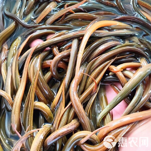 黄鳝苗的养殖方法(黄鳝苗的养殖方法视频)
