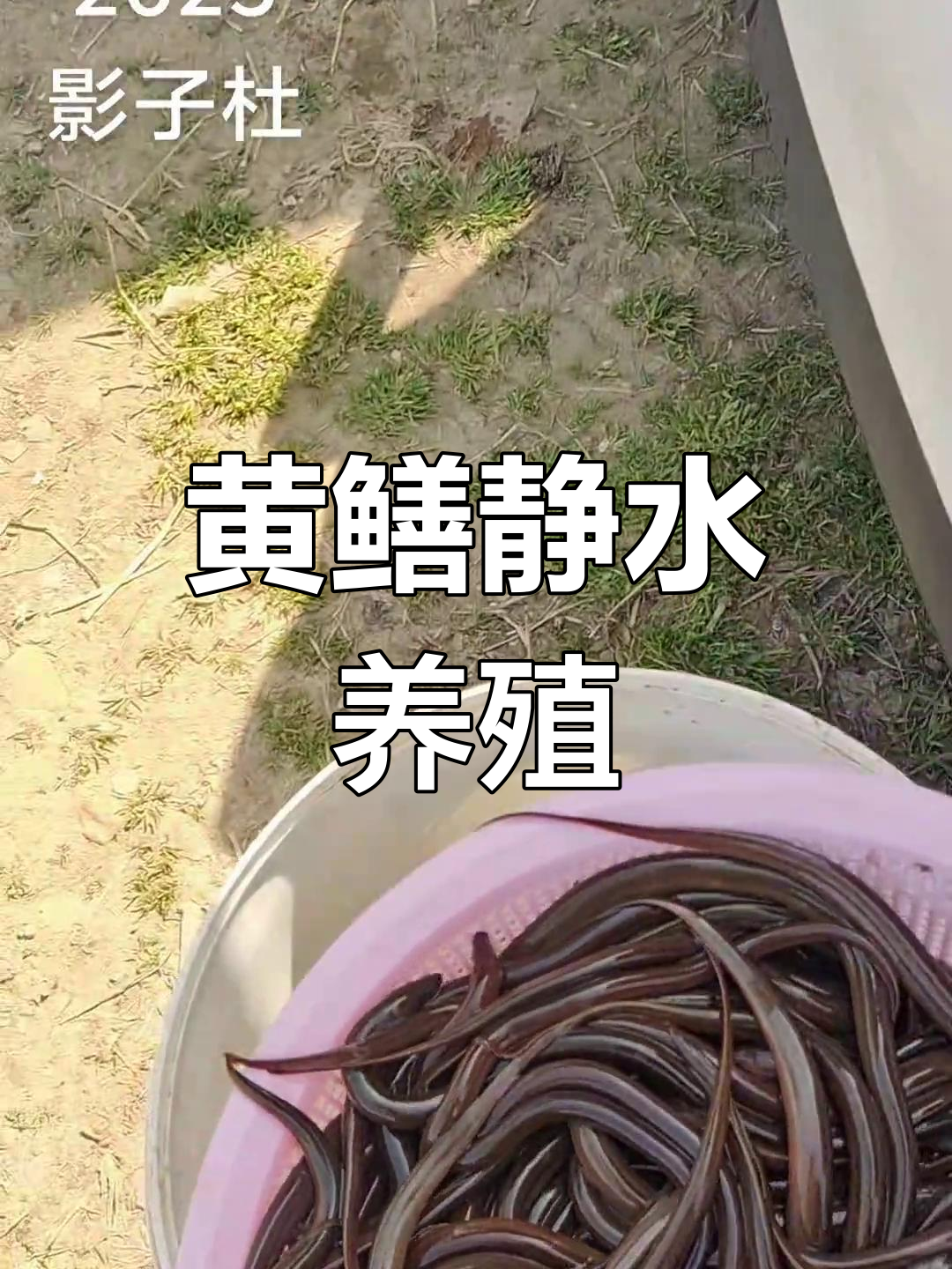 黄鳝苗的养殖方法(黄鳝苗的养殖方法视频)