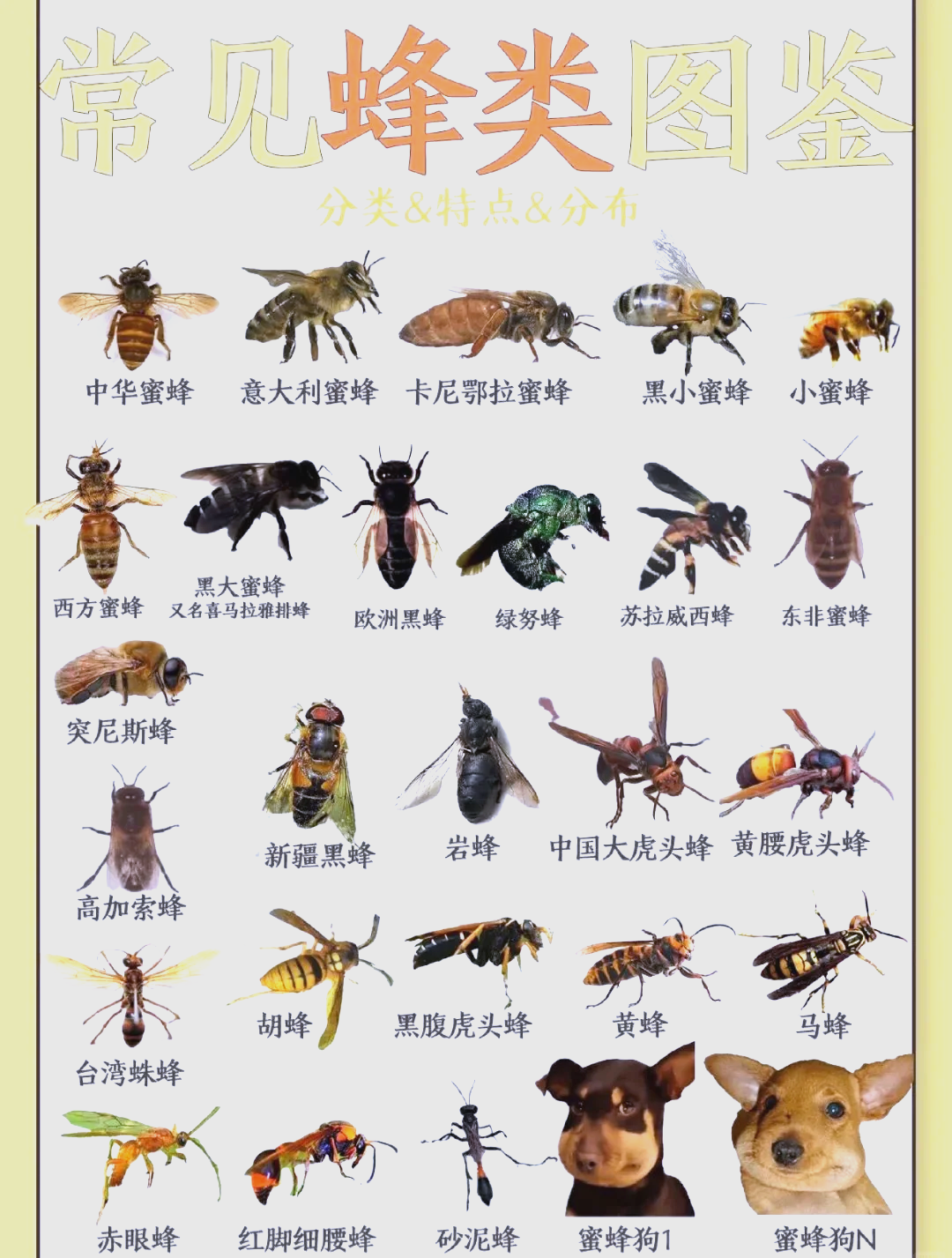 蜜蜂是怎样繁殖后代的(蜜蜂是怎样繁殖下一代的)