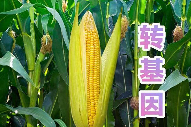 转基因玉米品种大全(转基因的玉米种什么品种最好)