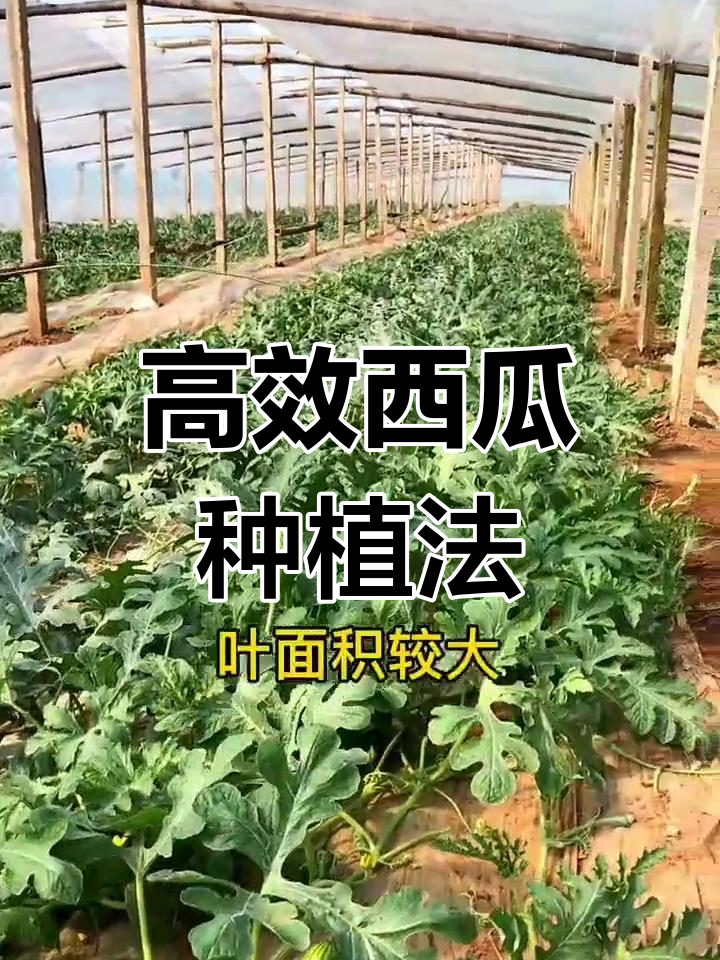 怎么种西瓜的(怎么种西瓜的方法图解)