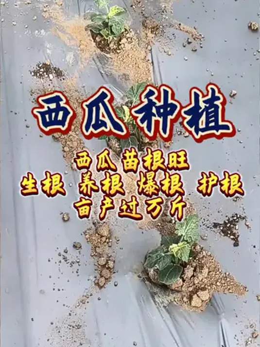 怎么种西瓜的(怎么种西瓜的方法图解)