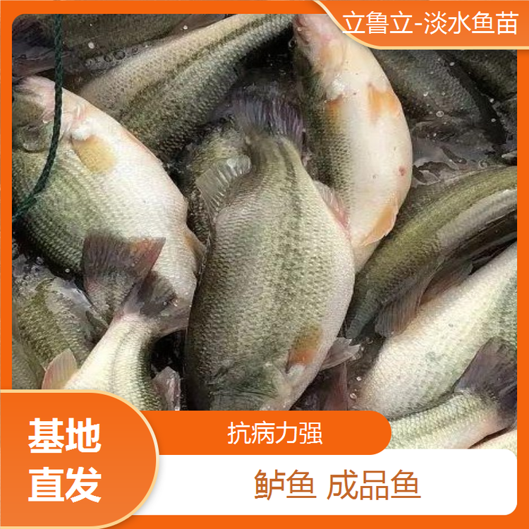 技术养殖鲈鱼(鲈鱼养殖最新技术)