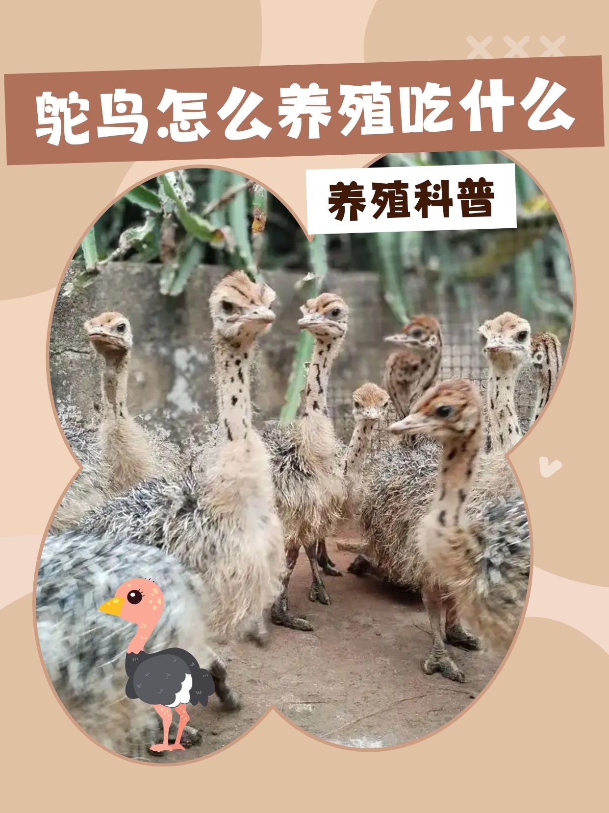 鸵鸟的养殖技术与管理(鸵鸟的养殖技术与管理视频)