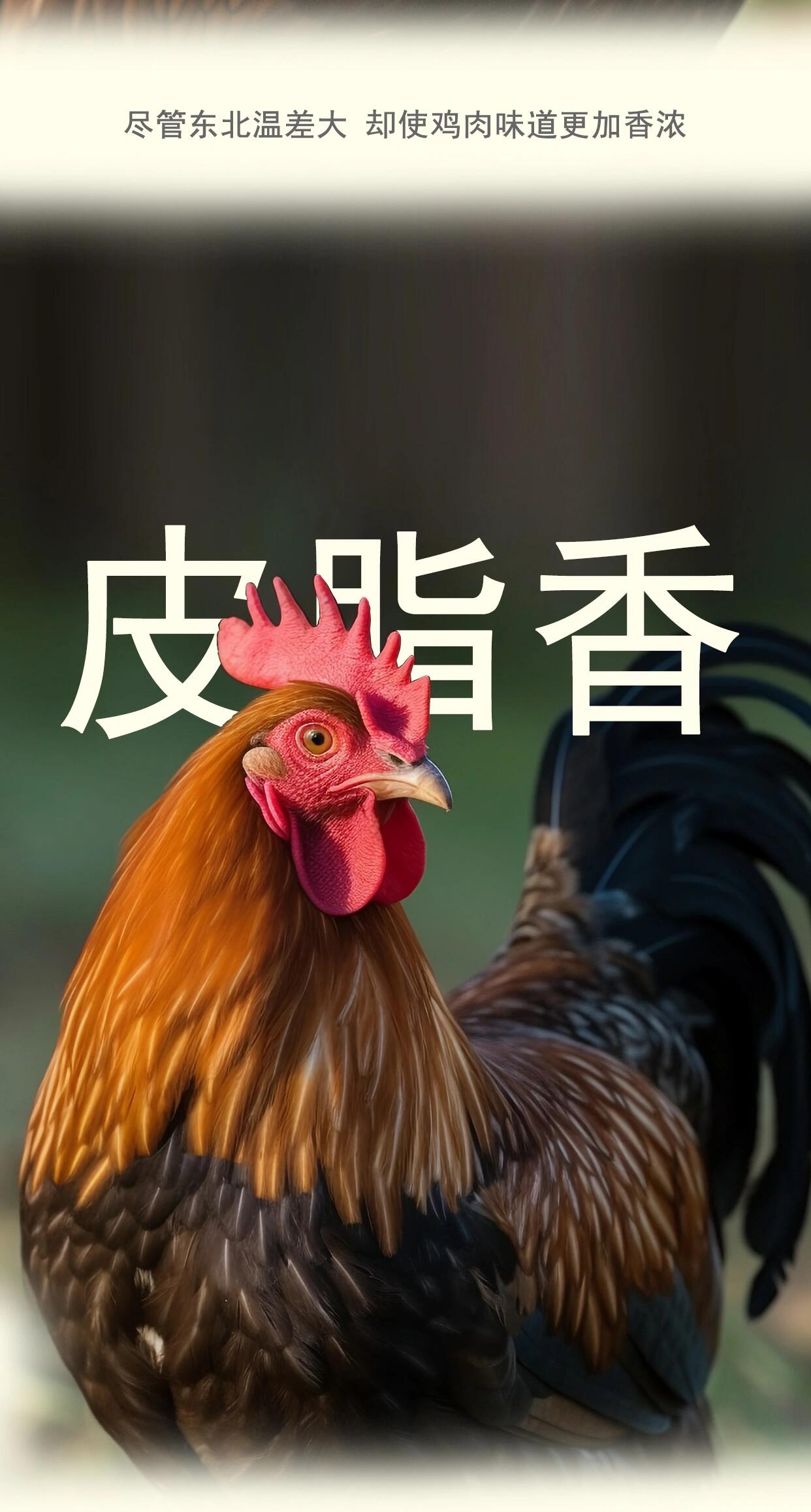 山林养土鸡(山林养土鸡视频全集播放)