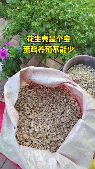 蛋鸡散养实用技术(蛋鸡散养实用技术大全)