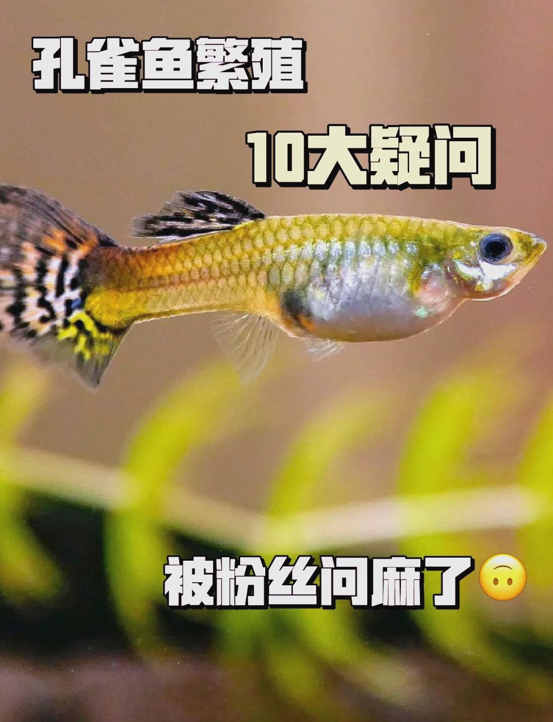 繁殖速度快的鱼(繁殖速度快的淡水鱼)