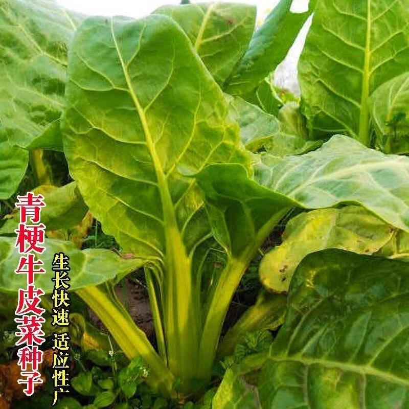 牛皮菜种子(牛皮菜种子怎么种植)