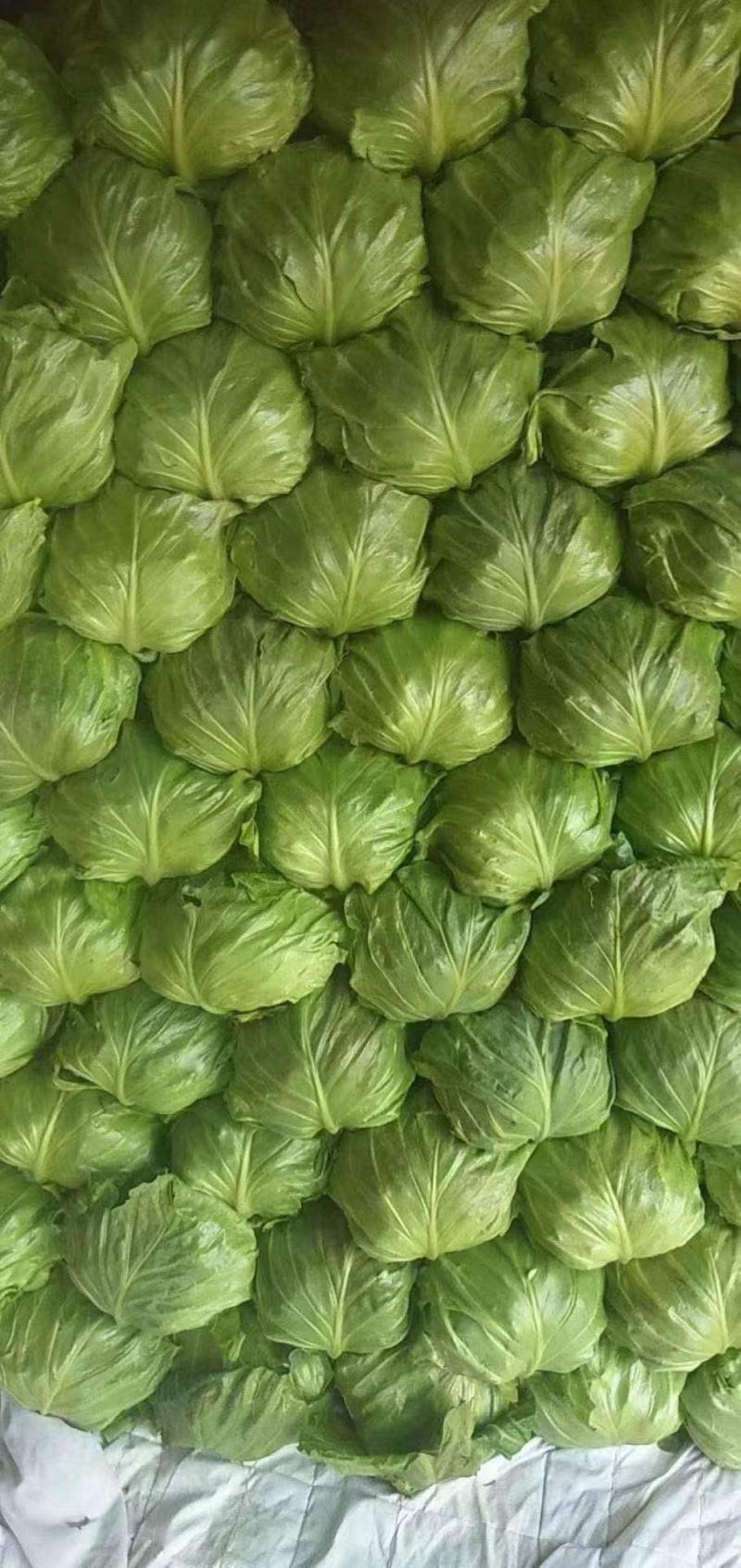 甘蓝就是包菜(甘蓝就是包菜吗卷心菜吗甘蓝)
