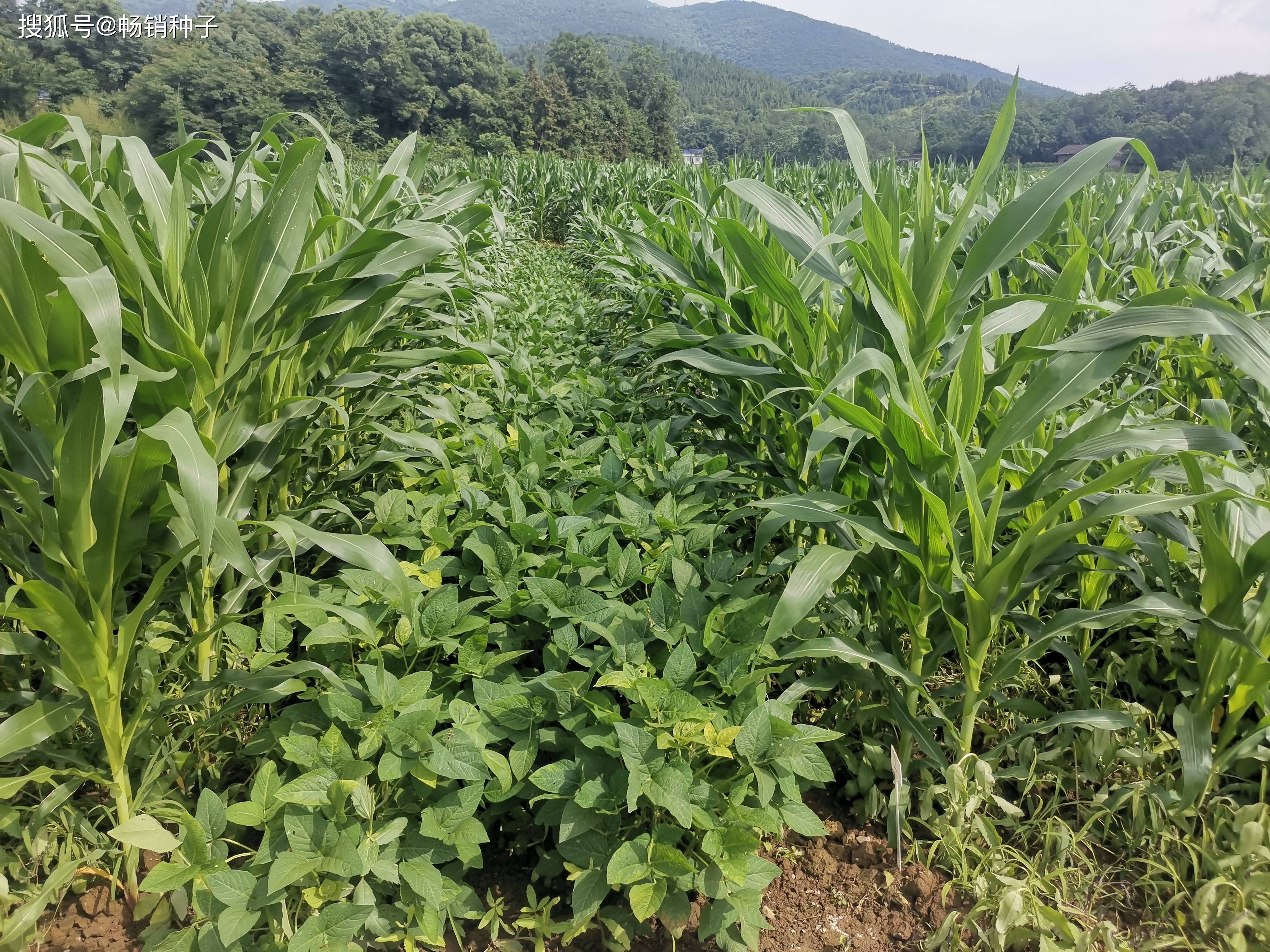春季种大豆啥时候种比较合适(春季种大豆啥时候种比较合适呢)