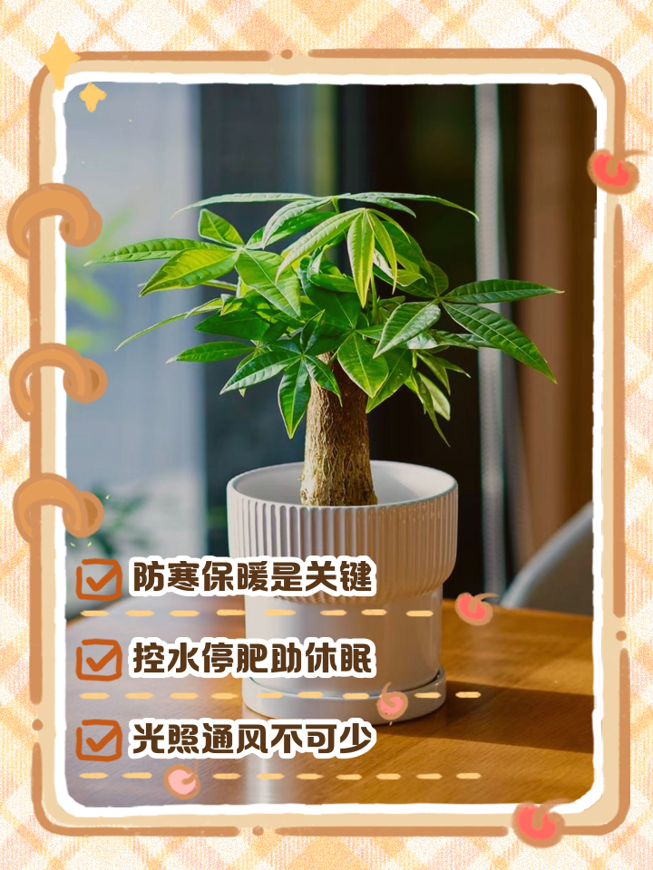 发财树养殖方法冬天(发财树冬天怎么养要注意什么)