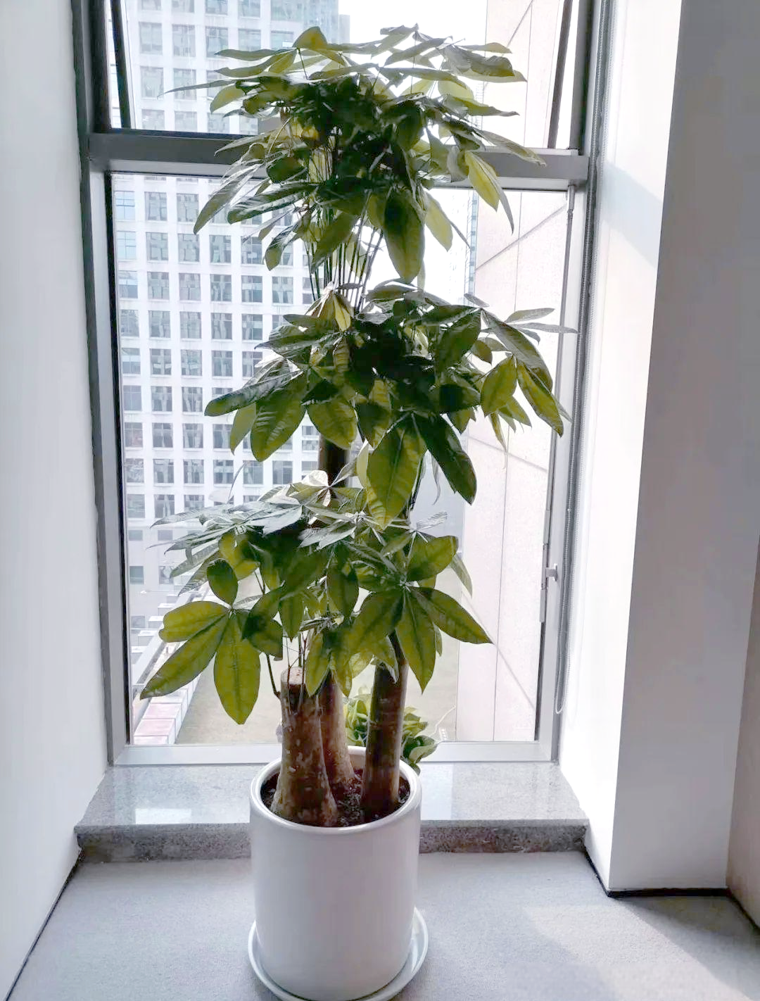 发财树养殖方法冬天(发财树冬天怎么养要注意什么)