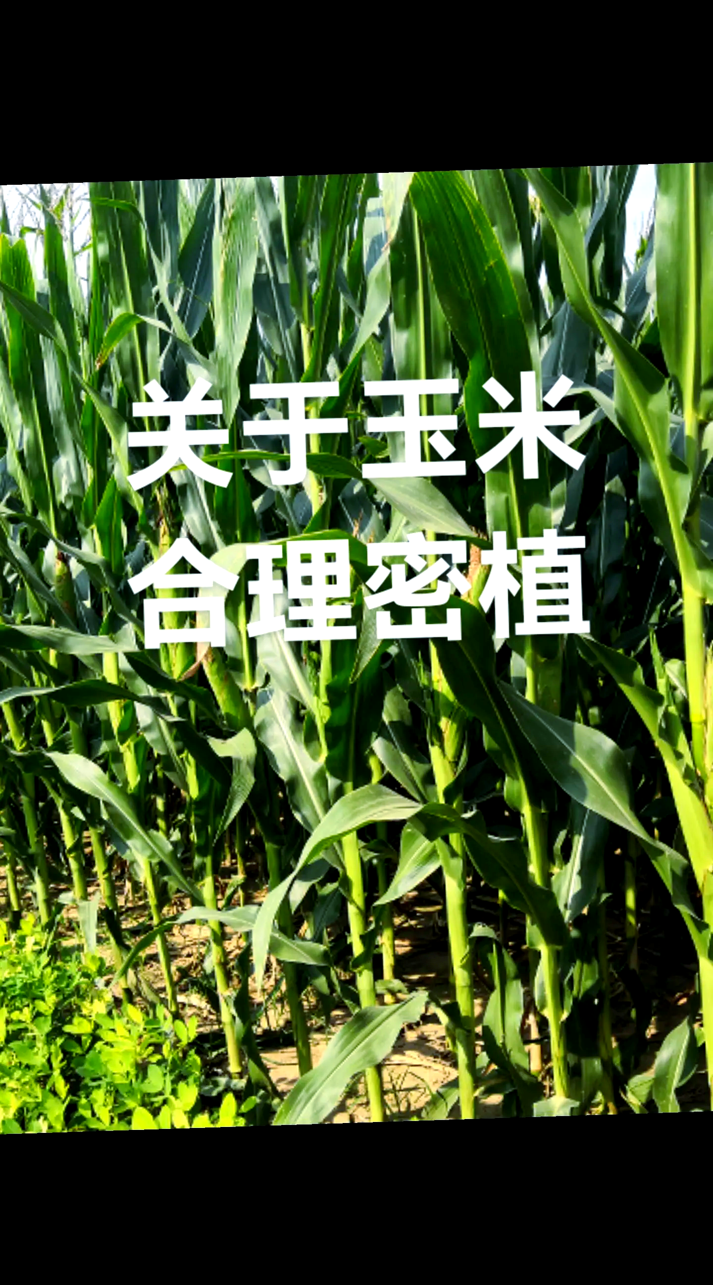种玉米的成本(种玉米的成本是多少)