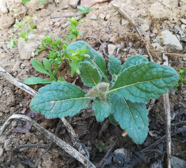 髓根草哪里多(髓根草在哪张图)