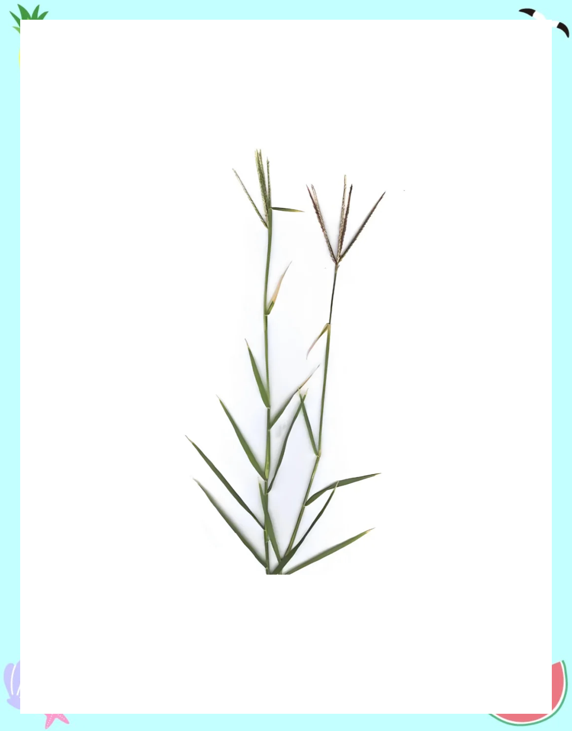 髓根草哪里多(髓根草在哪张图)