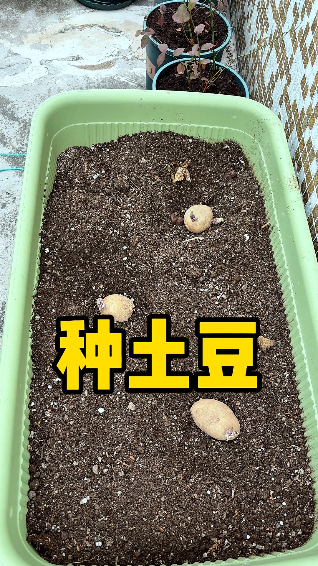 怎么种植马铃薯(怎么种植马铃薯获得高产)