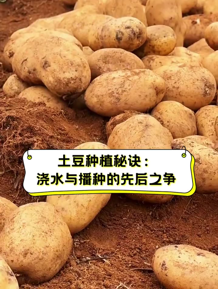 怎么种植马铃薯(怎么种植马铃薯获得高产)