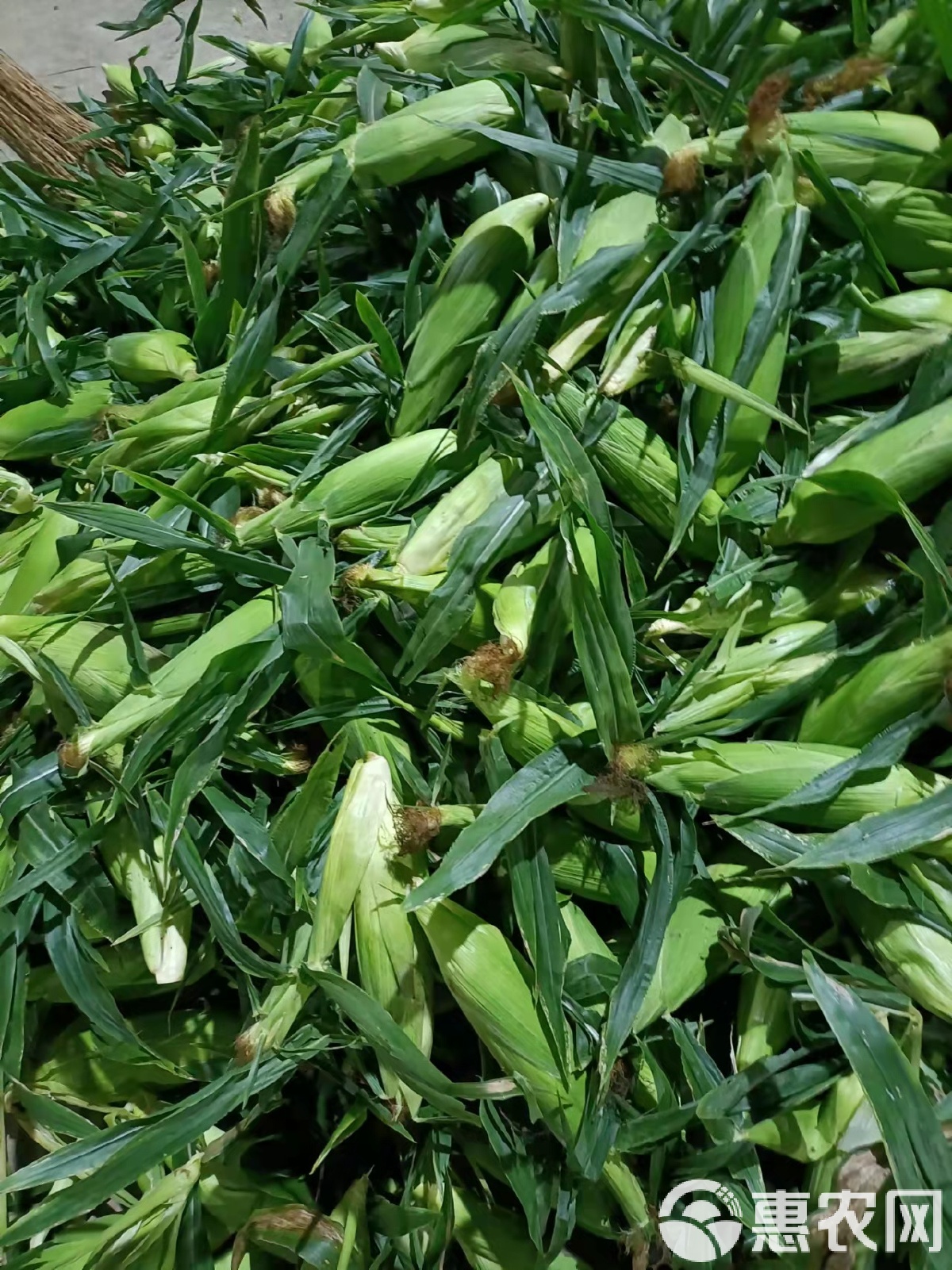 双色玉米是转基因吗(双色玉米是转基因吗知乎)