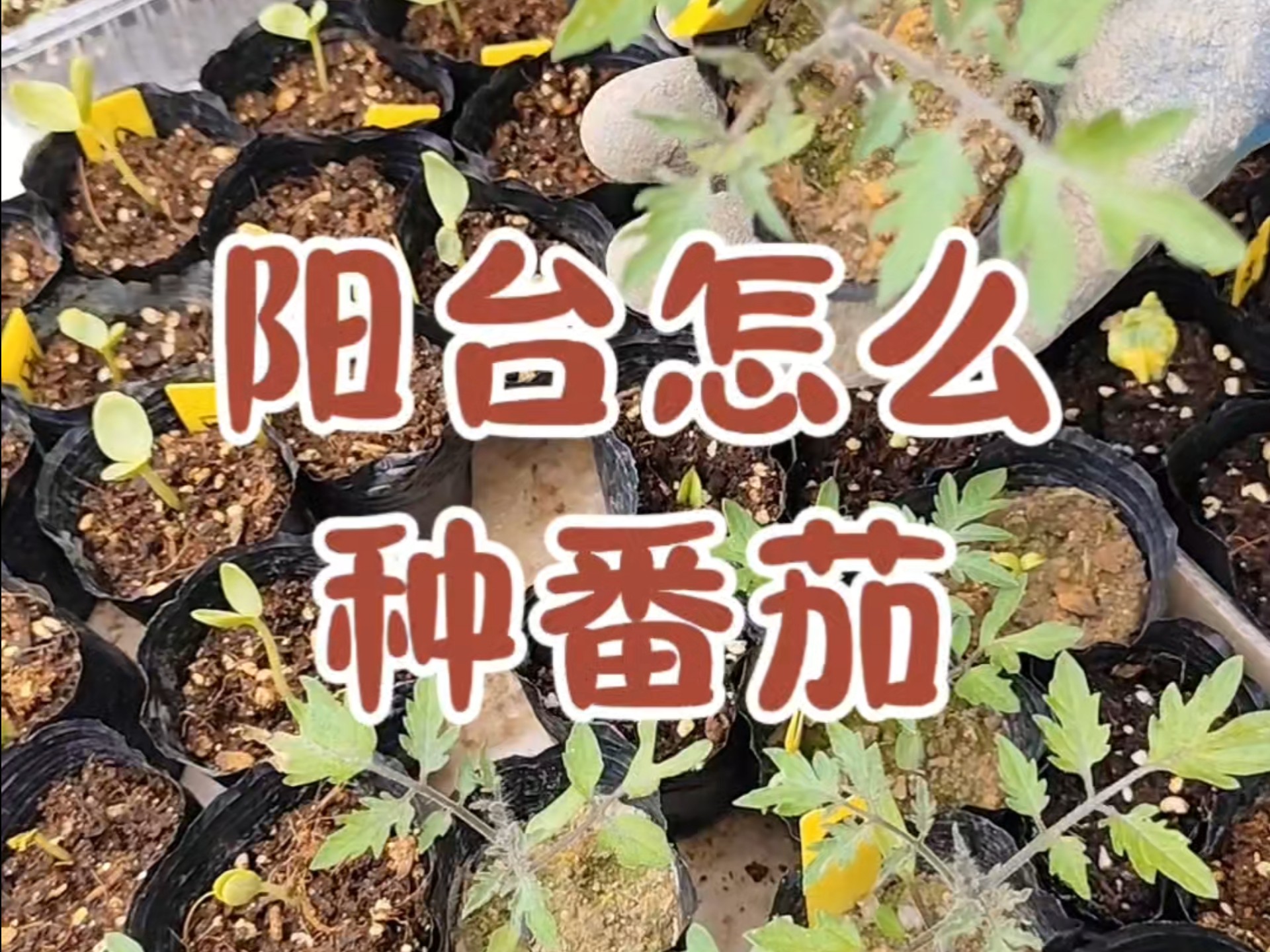 室内如何种植西红柿(室内种植西红柿的基本方法)